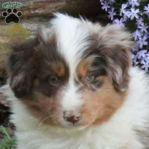 Quinn, Australian Shepherd Puppy