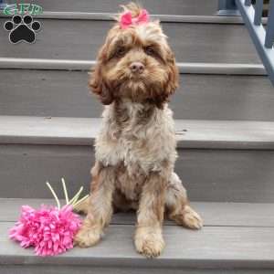 Willow, Cockapoo Puppy