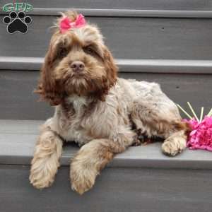 Willow, Cockapoo Puppy