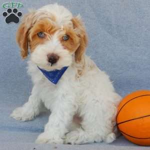 Peanut, Cockapoo Puppy