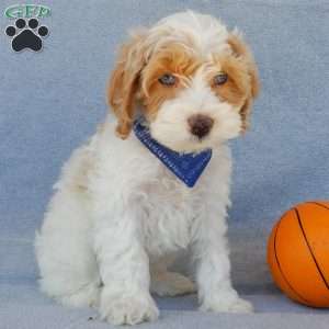 Peanut, Cockapoo Puppy