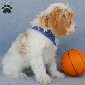 Peanut, Cockapoo Puppy