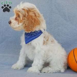 Peanut, Cockapoo Puppy