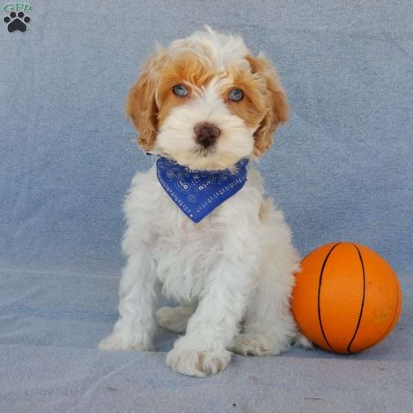Peanut, Cockapoo Puppy