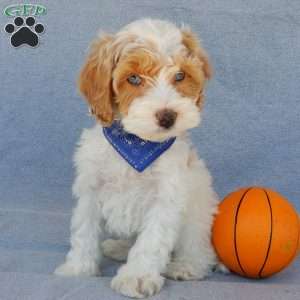 Peanut, Cockapoo Puppy