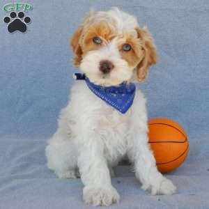 Peanut, Cockapoo Puppy