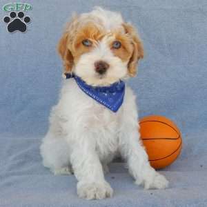 Peanut, Cockapoo Puppy