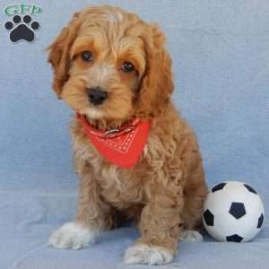 Scout, Cockapoo Puppy