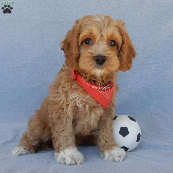 Scout, Cockapoo Puppy