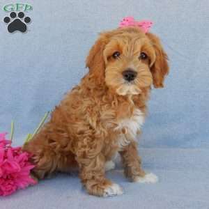 Dolly, Cockapoo Puppy