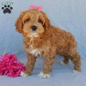 Dolly, Cockapoo Puppy