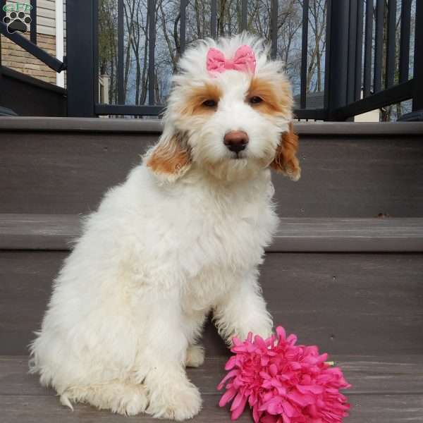 Roxy, Mini Goldendoodle Puppy