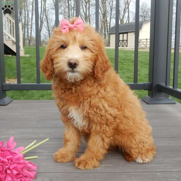 Sunny, Mini Goldendoodle Puppy