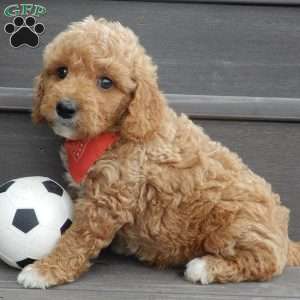 Loki, Mini Goldendoodle Puppy