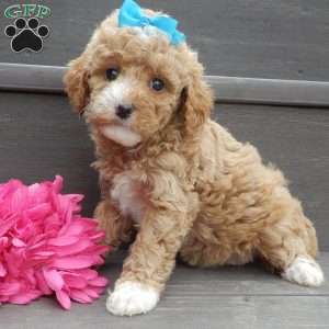 Nikki, Mini Goldendoodle Puppy