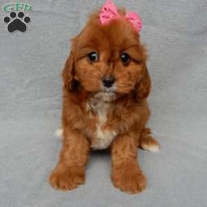 Penny, Cavapoo Puppy