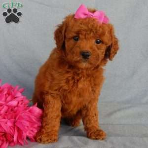 Lindsey, Mini Goldendoodle Puppy