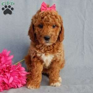 Sylvia, Mini Goldendoodle Puppy