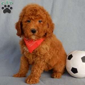 Finn, Mini Goldendoodle Puppy