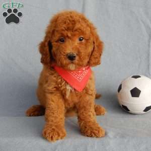 Finn, Mini Goldendoodle Puppy