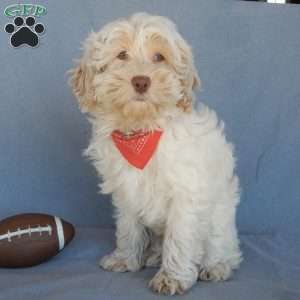 Leo, Cockapoo Puppy