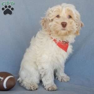 Leo, Cockapoo Puppy