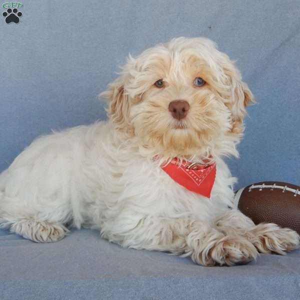 Leo, Cockapoo Puppy