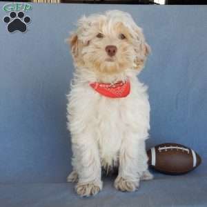 Leo, Cockapoo Puppy