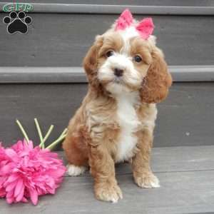 Summer, Cockapoo Puppy