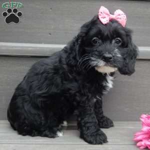 Ellie, Cockapoo Puppy