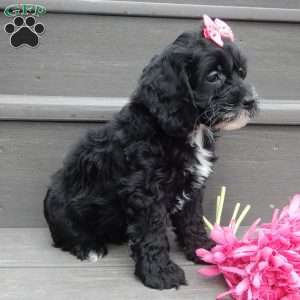 Ellie, Cockapoo Puppy