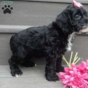 Ellie, Cockapoo Puppy