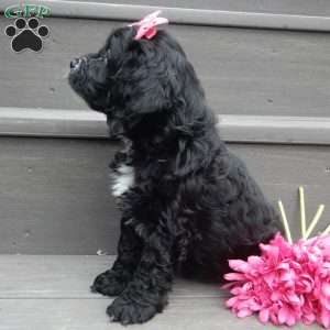 Ellie, Cockapoo Puppy