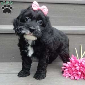 Ellie, Cockapoo Puppy