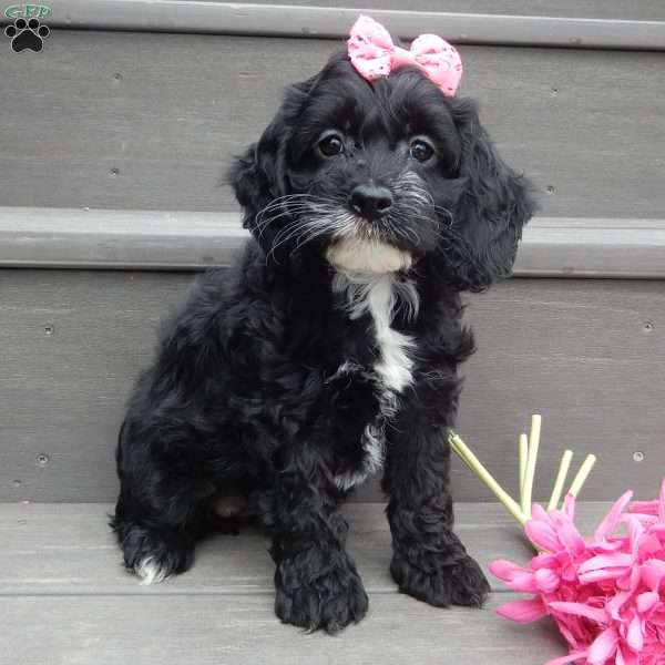 Ellie, Cockapoo Puppy