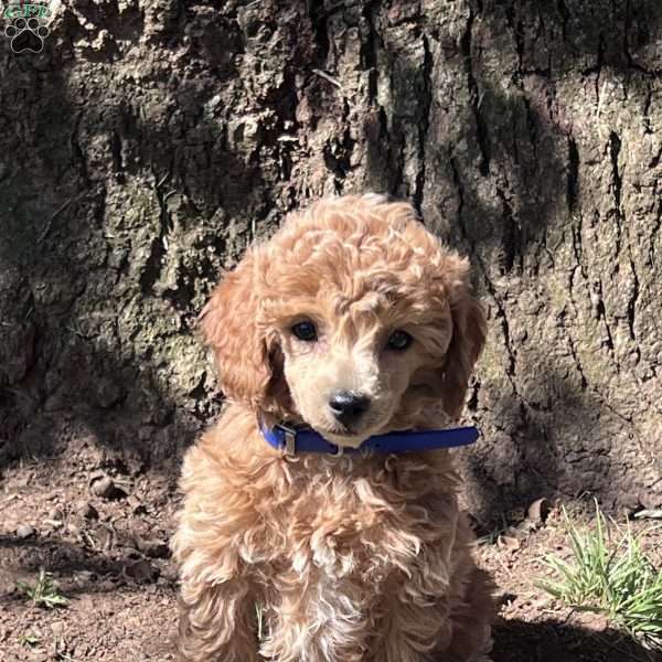 Randall, Miniature Poodle Puppy