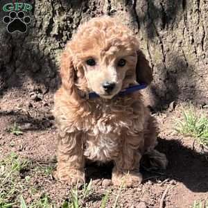 Randall, Miniature Poodle Puppy