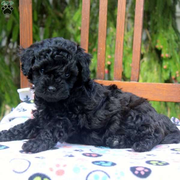 Randy, Cavapoo Puppy