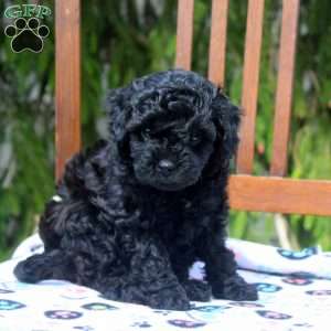 Randy, Cavapoo Puppy