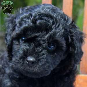 Randy, Cavapoo Puppy