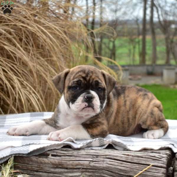 Rebel, Olde English Bulldogge Puppy