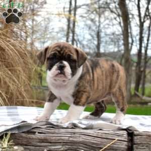 Rebel, Olde English Bulldogge Puppy