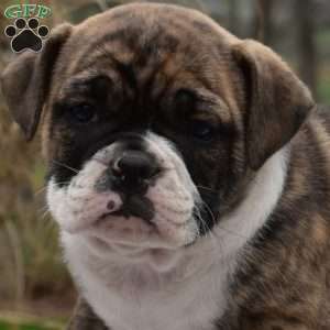 Rebel, Olde English Bulldogge Puppy