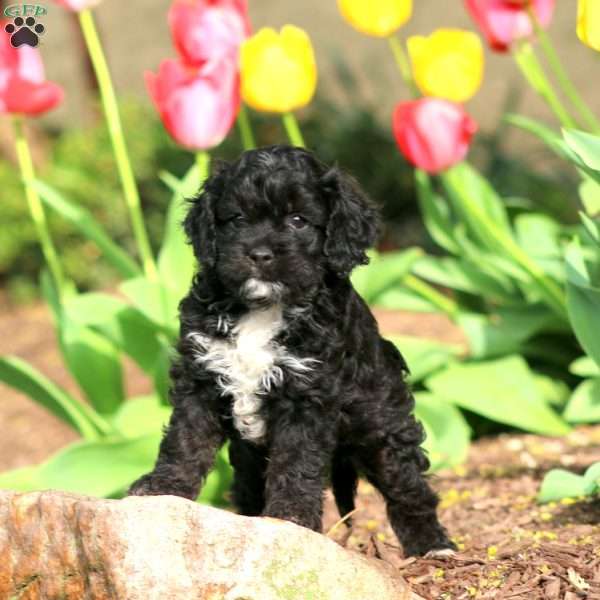 Reece, Cockapoo Puppy