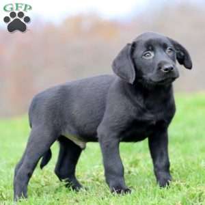 Reece, Black Labrador Retriever Puppy