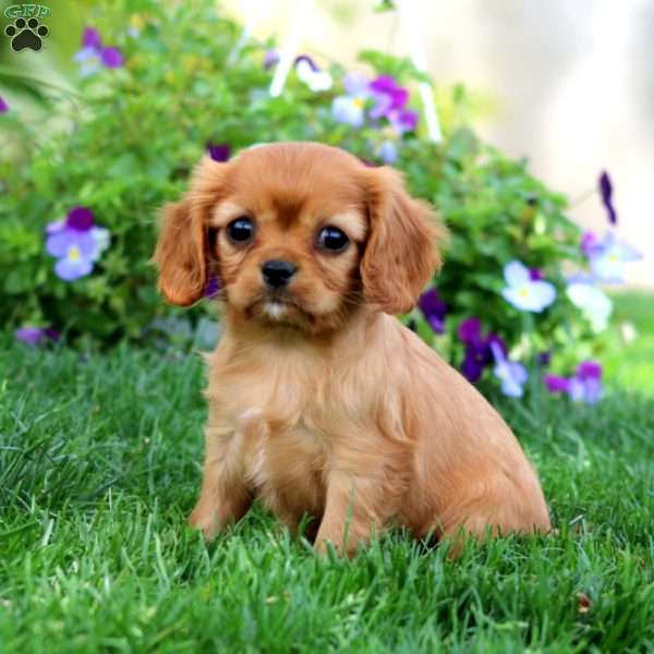 Reese, Cavalier King Charles Spaniel Puppy