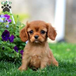 Reese, Cavalier King Charles Spaniel Puppy