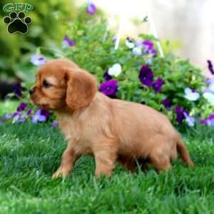 Reese, Cavalier King Charles Spaniel Puppy