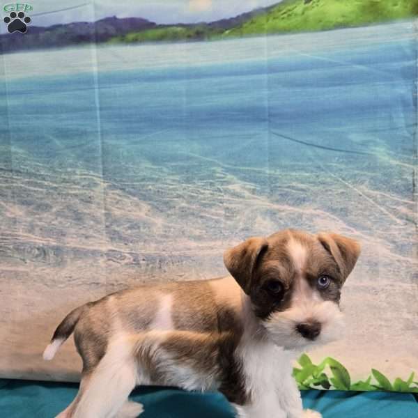 Rick, Miniature Schnauzer Puppy