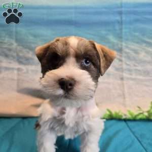 Rick, Miniature Schnauzer Puppy
